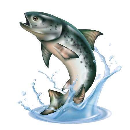 Sal´món saltando del agua
