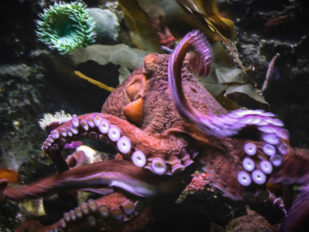 Pulpo